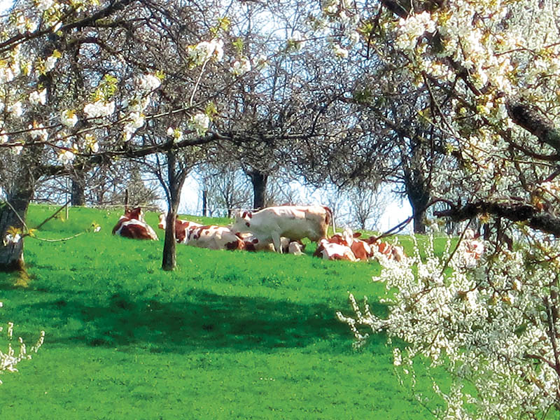 CARNET GOURMAND EN BOURGOGNE-FRANCHE-COMTÉ