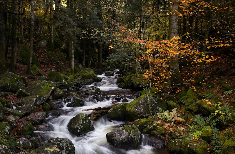 L'AUTOMNE DANS LES VOSGES SECRÈTES : EXPLORATION NATURELLE ET PATRIMONIALE