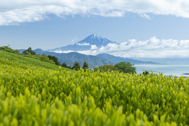 SURUGA, BERCEAU DU THÉ AU JAPON