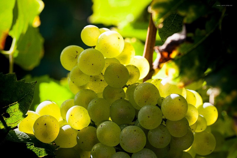 CHAMPAGNE CHARPENTIER : L'HÉRITAGE D'UNE EXCELLENCE DURABLE